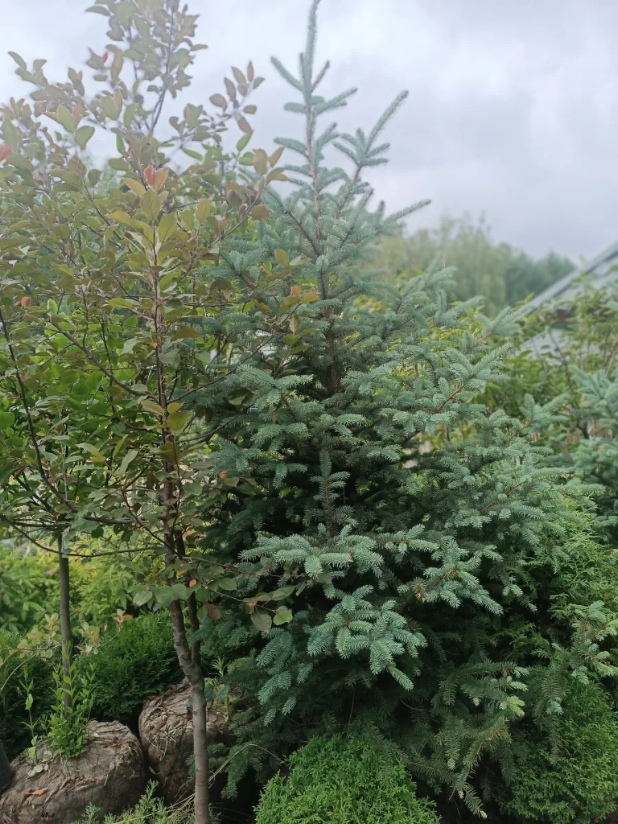 Ель колючая Глаука