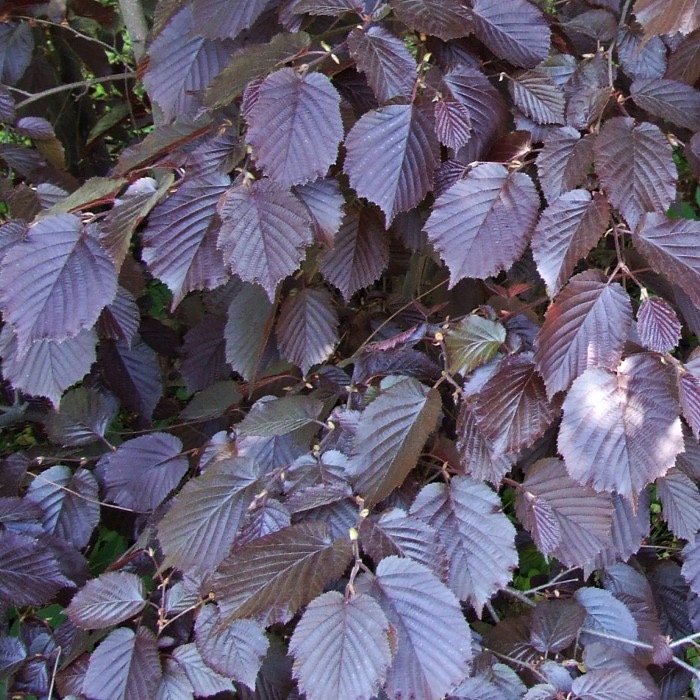 Лещина обыкновенная "Purpurea"