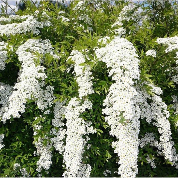 Спирея серая (Spiraea cinerea `Grefsheim`)